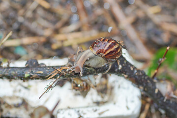 Selective focus Snail in nature.