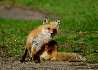 red fox in the wild