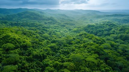 Obraz premium Lush green forests stretch as far as the eye can see, providing a haven for diverse wildlife.