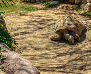 Large Tortoise Eating And Resting In Sun