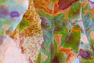 colorful leaves background