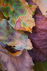 Colorful autumn leaves background