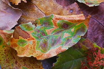 Colorful leaf on the ground