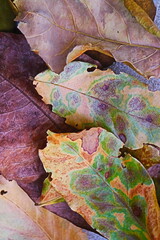 autumn leaves on the ground