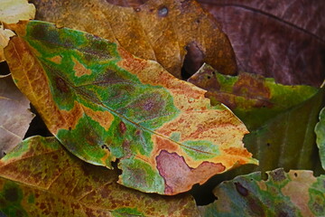 autumn leaves on the ground