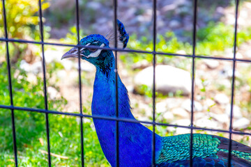 Colorful Male Peacock In Zoo