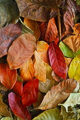 autumn leaves background