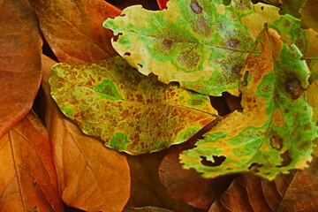 autumn leaves on the ground