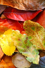 Colorful leaves texture background 