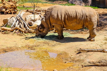 Rhinoceros Feeding On Fresh Hay