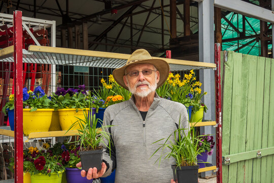 Gardening in spring: a man holds sweet grass seedlings (hierochloe odorata) in small black pots at a garden centre room for text