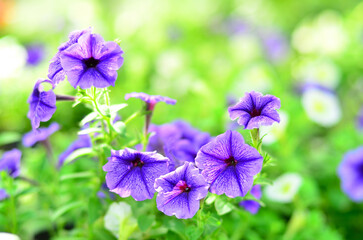 The pink Petunia in the garden is beautiful.