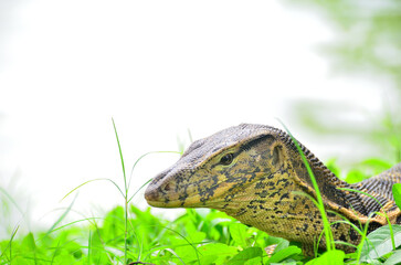 The money, Common Water Monitor, Varanus salvator is found in Southeast Asia. including India and Sri Lanka In Thailand, it can be found in every region.
