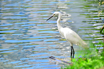 The Egret is looking for prey in the river.