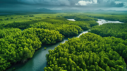 Aerial top view of mangrove forest
