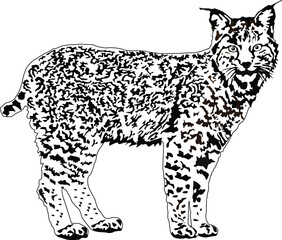 Lynx illustration vector eps 10