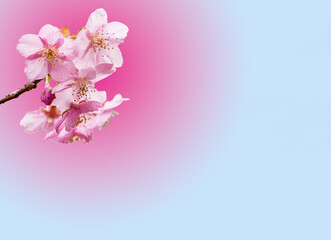 Naklejka na ściany i meble 桜の花をモチーフにした背景素材