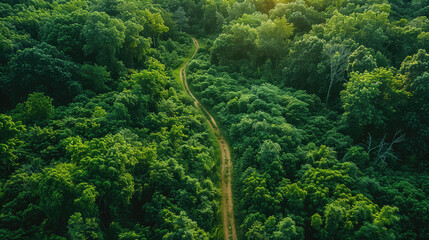 Aerial top view of green forest and forest trail
