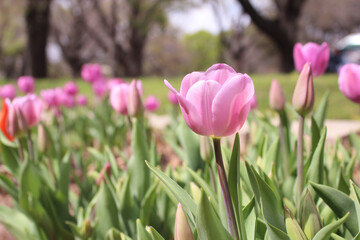 pink tulips in spring