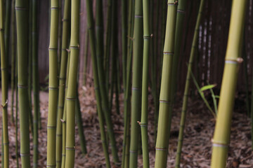 Obraz premium bamboo forest background
