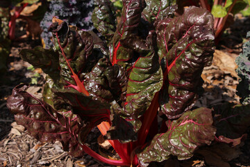 Rainbow Chard