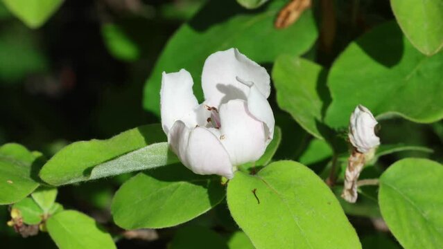 Quince (Cydonia oblonga) single flower moved by wind