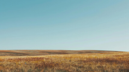 Fototapeta premium Clear blue sky over vast golden fields in minimalist landscape for panoramic backgrounds