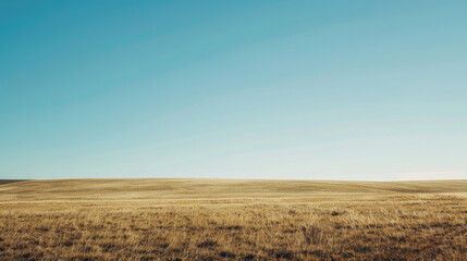 Clear blue sky over vast golden fields in minimalist landscape for panoramic backgrounds - obrazy, fototapety, plakaty