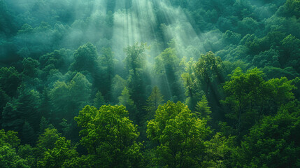 Dense dark green trees forest with rays of sunlight
