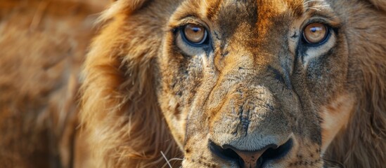 A magnificent and regal lion with a very big face is seen up close, showcasing its impressive features and mane - obrazy, fototapety, plakaty