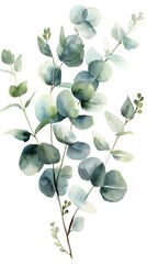green watercolor eucalyptus leaves and branches on a white background