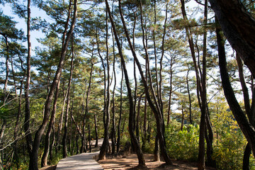 View of the footpath in the pine tree forest