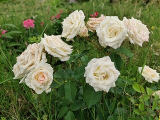 A group of white roses in garden 