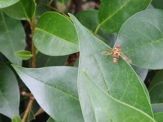 Fruit fly sitting on leaf of mango 