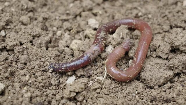 one earthworm crawling  in wet soil