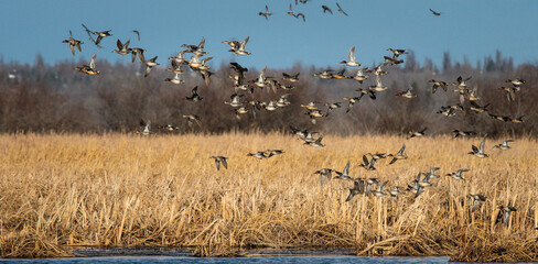 Flock of green-winged teal flying