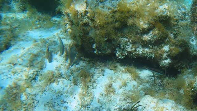 Underwater video of flock of marbled spinefoot fish swimming over rocks in the sea. Crete. Greece