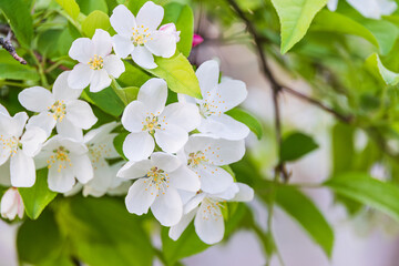 Crabapple flowers in full bloom. Malus prunifolia