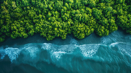 Aerial view green mangrove forest and sea water wave
