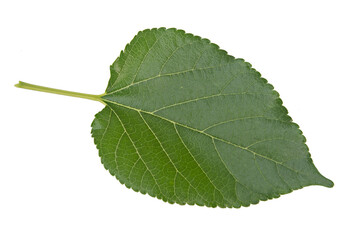 Fresh green leaf of mulbeery with vein details on transparency background