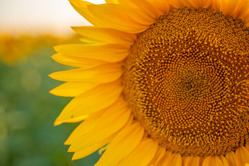 Field sunflowers in the warm light of the setting sun. Summer time. Concept agriculture oil production growing.