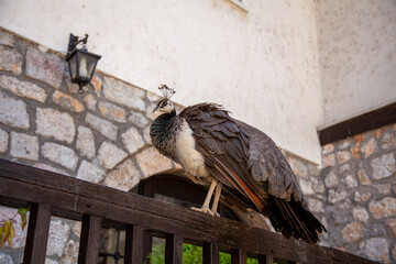 Peacock, Monastery of Saint Naum, Lake Ohrid, North Macedonia