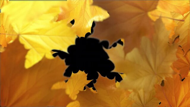 Autumn Leaves Transition. Yellow maple leaves falling from top to bottom with alpha channel.