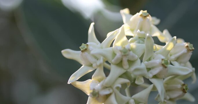 Crown flower with white color, giant Indian milkweed, calotropis gigantic, swallowwort  in a spring garden