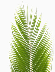 coconut leaves isolated on white background , clipping path