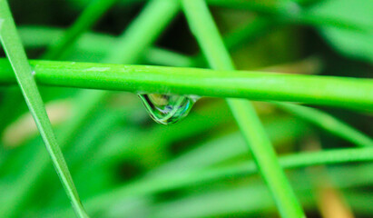 drop of dew on the grass.