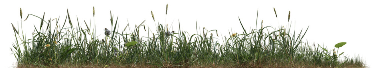 Wild grass field, flowers and meadow in nature, Tropical forest isolated on transparent background - PNG file, 3D rendering for create and design