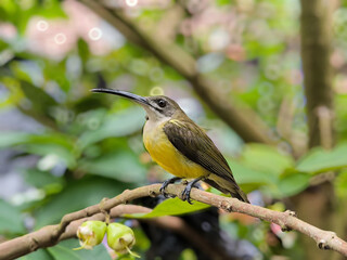 Hummingbird on a Branch