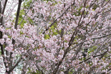 Tokyo, Japan - April 02, 2024 : Travelling to Japan is so amazing and love the city 