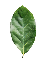 Fototapeta premium Laurel leaf isolated on transparent background